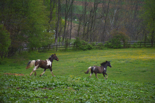Freedom run for these two new paints that came into Noble Hill in the beginning of May! :) They caus