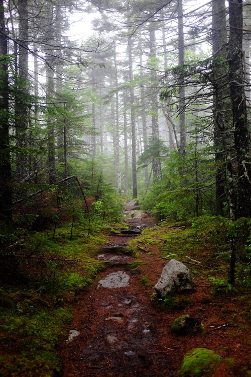 pedrodynomite:damp forest