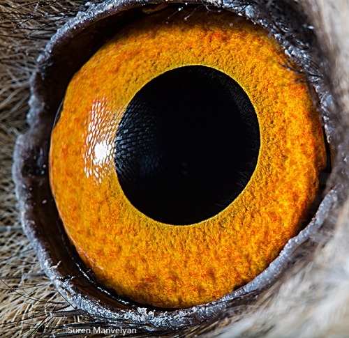 give-a-fuck-about-nature:  Eyes of the animal kingdom.