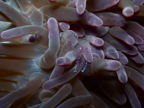 terranlifeform:Glass shrimp (Periclimenes tosaensis) on an anemone in IndonesiaSylke Rohrlach