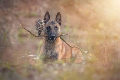 avianawareness:The Unlikely Friendship Of A Dog And An Owl by A Professional Animal Photographer Tan