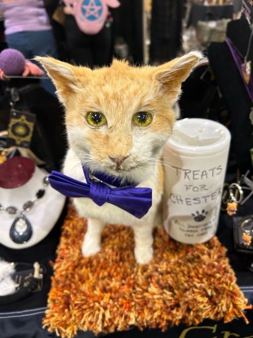 This Gorgeous Creature I Saw Recently At An Expo