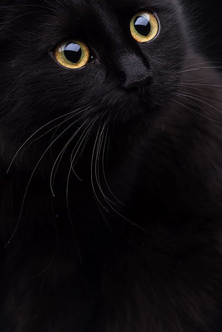 mostlycatsmostly: Gonzo (via Talida Pacurar)