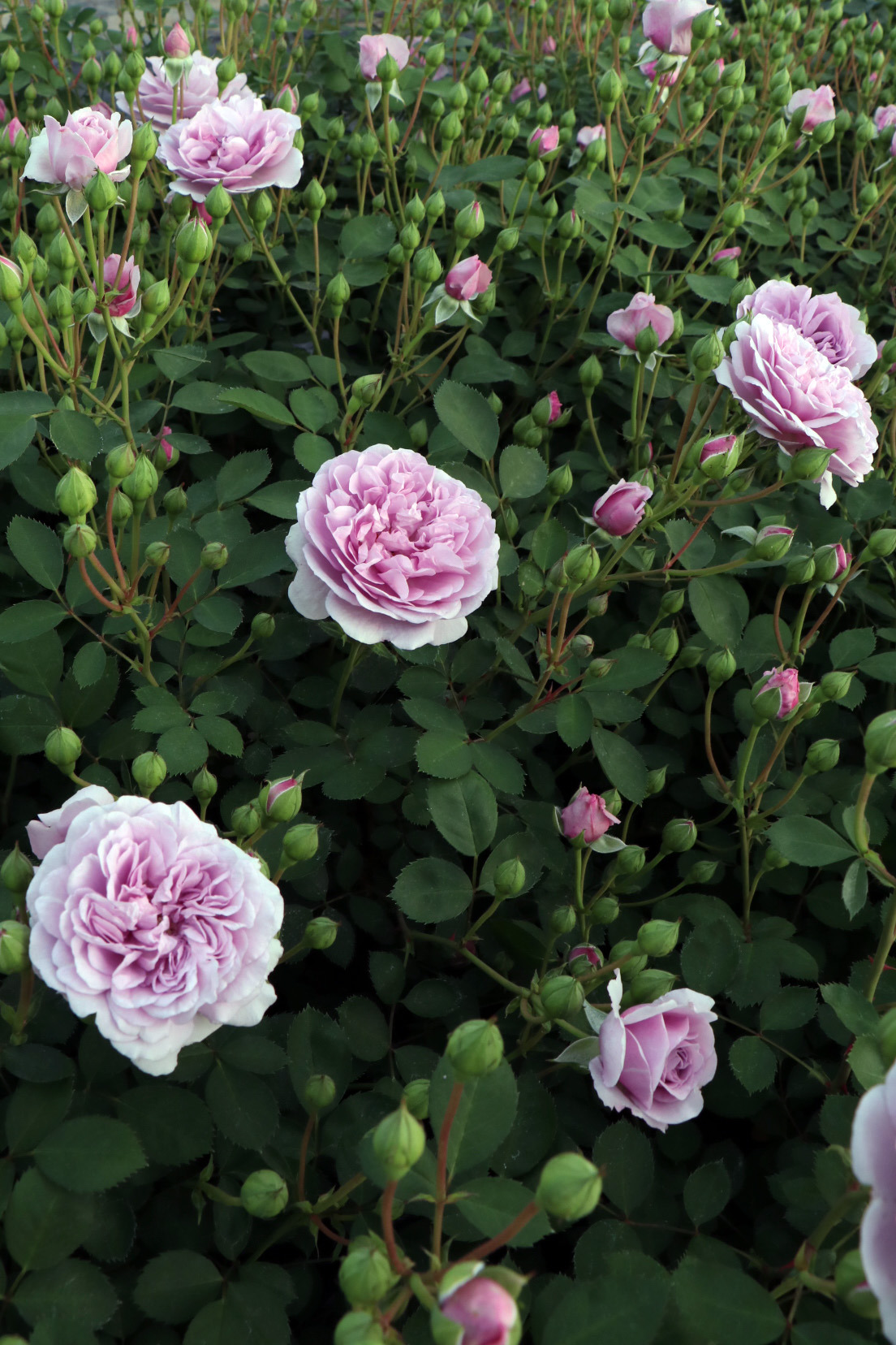 コマツガーデン オンライン スタッフブログ Rainy Blue レイニー ブルータンタウ社 ライラック色の花は中輪で3 5輪の房で咲く