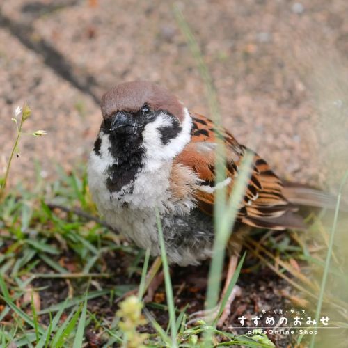 おはよう#ちゅん活 #スズメ #sparrow #写真 #photo #photography #癒やし #healing#cutebird #instagramjapan #birdlove