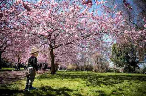 Access To Parks In Childhood Associated With Better Adult Mental Health  Researchers from Aarhus Uni