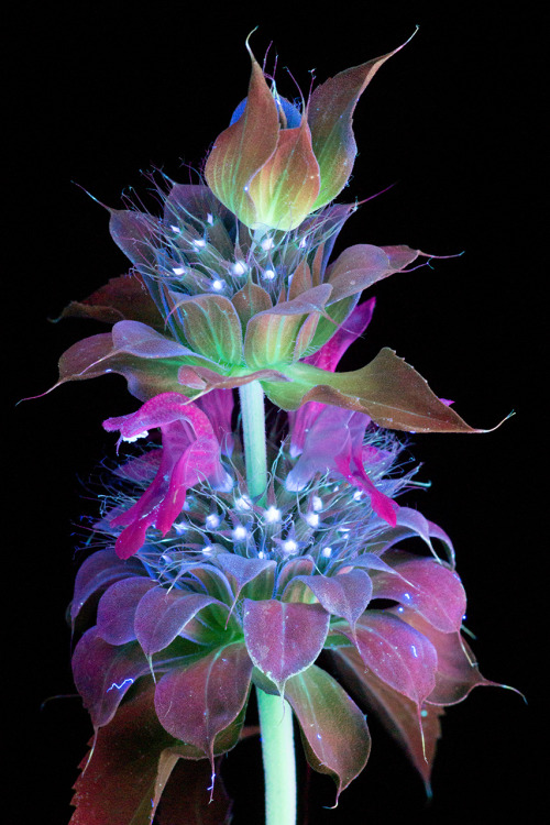 mayahan:Photographer Craig Burrows photographs plants and flowers using a type a photography called 