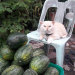 recklesslyinfatuated:awesome-picz:Angry-Looking Cat Supervises Watermelons In Thailand