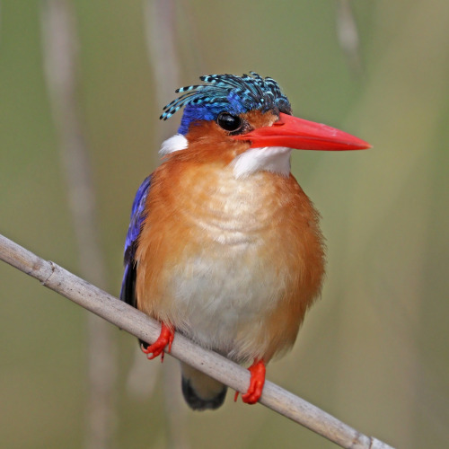 Wikipedia picture of the day on August 21, 2021: Malachite kingfisher (Corythornis cristatus), near 