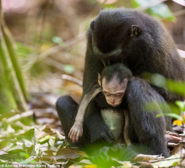 sixpenceee:  The grief-stricken macaque mother spent days carrying around her dead