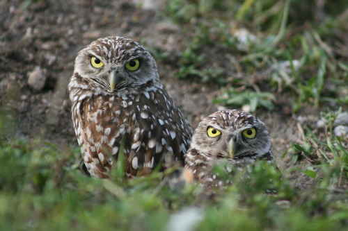 Burrowing owls, Tephford Park - Tamarac, FL 