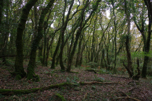 90377:Deep woods around the village of Lerryn, Corrwall by Mark Sewell