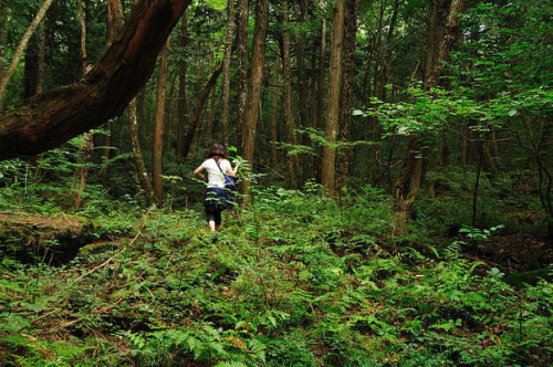 atlasobscura:Aokigahara Suicide Forest - Koshu, JapanCalled “the perfect place to die,” the Aokigaha