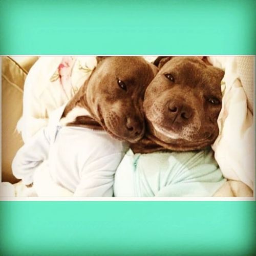 Porn #phillipanddarren #brothers #pitbulls #lovebugs photos