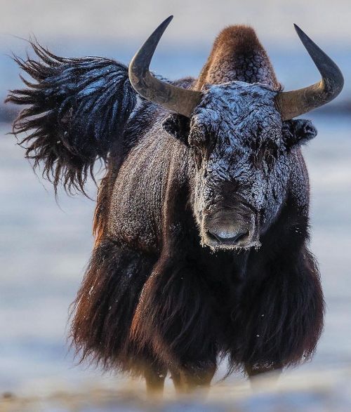 Back off!A 2000+ pound, 7 ft. tall lone wild yak spotted on the Tibetan Plateau by #wildographer @je