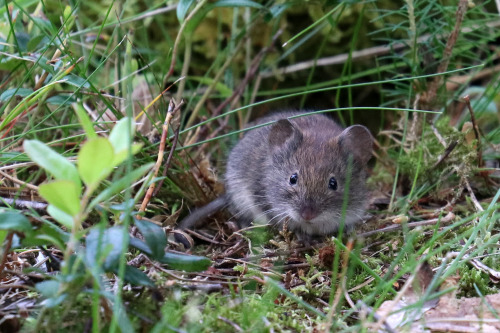 michaelnordeman:Bank vole/skogssork.