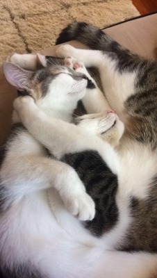 unflatteringcatselfies:  Buddy and Holly