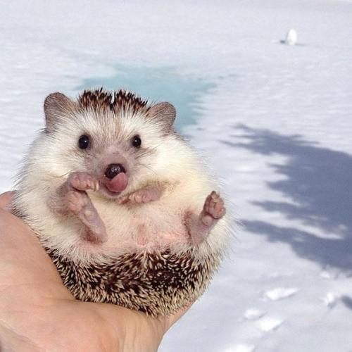  Meet Biddy, The Travelling Hedgehog Those of us who want to travel but do not have the time or the money finally have a solution – we can travel in spirit together with Biddy the hedgehog, a little guy on Instagram whose travel photos are becoming