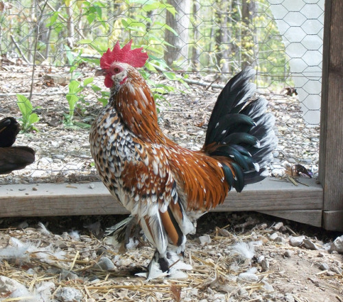 shadyufo:My dad’s other little bantam chickens. His rooster Gabby is such a pretty little guy. He’s 