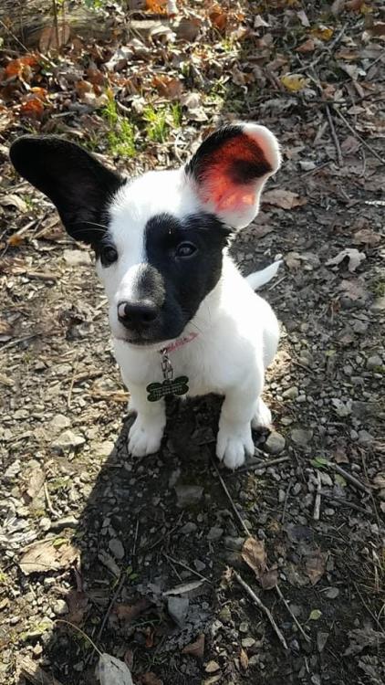 awwflycat:My New Year’s resolution is to grow into my ears. Happy 2021!