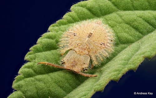 onenicebugperday:Owlfly Larva by Andreas Kay