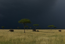 happiestwhenhomeless:  womaninthewoods:yourpersonaldrug:trillmisfit:  oregonfairy:awkwardsituationist:storm over the serengeti. photos by nick nichols   Look how sad the lions look :(  The rain messed up their blowout. I’d be sad too.  crazy  how the