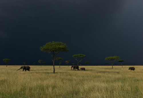 awkwardsituationist: storm over the serengeti. photos by nick nichols