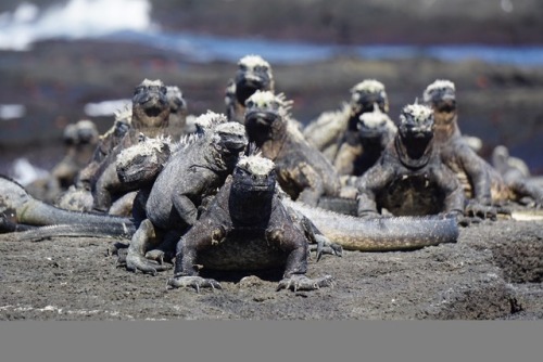 The Galápagos Islands sometimes felt like we were on another planet watching alien species! There ar