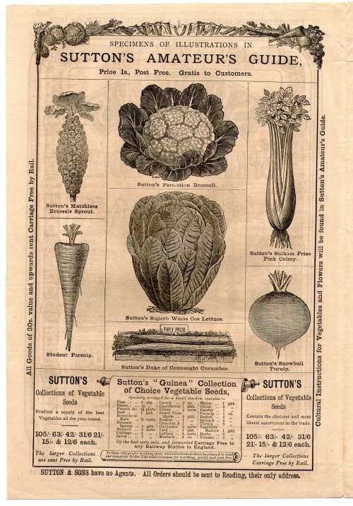 1870&rsquo;s Sutton&rsquo;s Seeds Catalogue Illustration 