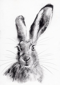 sketchdrawingsbyasketchgirl:  ORIGINAL A4 Charcoal Drawing of a HARE by Animal Artist Belinda Elliott 