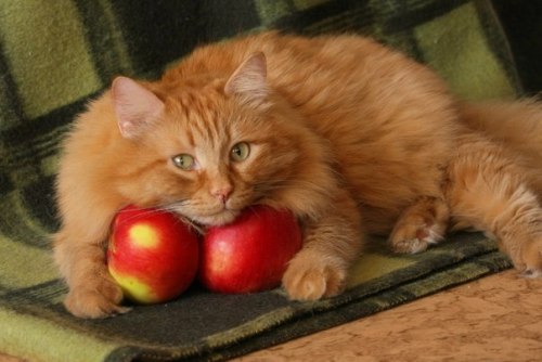 magical-meow:Girl with peaches