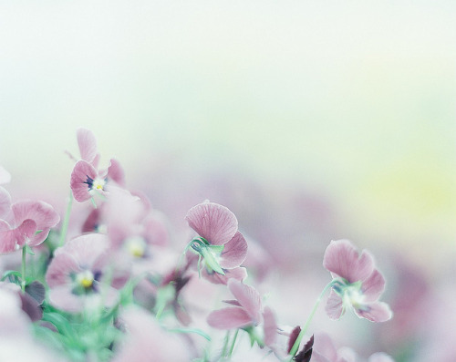 floralls:  by   Atsushi Korome