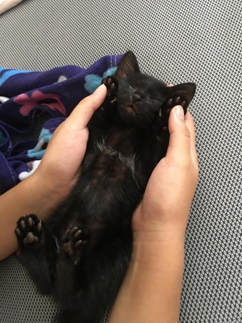 cuteness–overload:She suddenly slept like this while I was just playing with her.Submit your cute pe