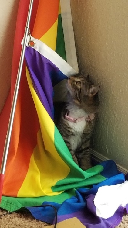 catsuggest:I know pride month is over but this is Korra w/ our pride flag isn’t she lovely