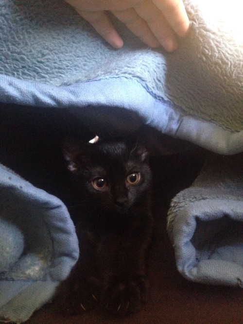 Happy black cat appreciation day! ^-^ This is my cute kitten Luna. She’s absolutely adorable, 