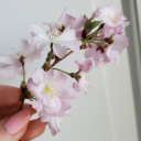 azplette:cherry bomb 🌸