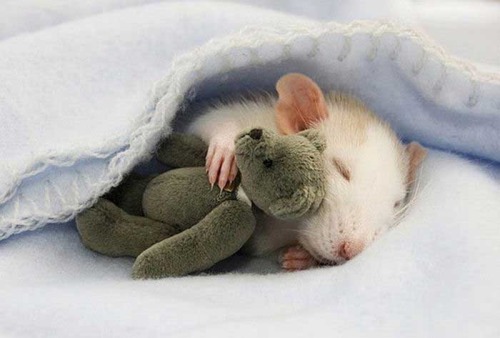 adorablygoaty:  shiftylookingoctopus:  These are picture taken by a woman who makes teddy bears to cheer up her pet rats.  Reblogging because rats are the cutest <3 