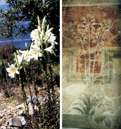 bronze-age-aegean: (Left) Lilium candidum, Samos, 1995. (Right) Minoan lily fresco, Amnisos (c. 1600