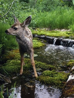 willowbambi:  eee i love this, the colours and textures are so fresh and lively. i just want to run around with my bare feet in the puddles. I can feel the cool air nipping at my cheeks and the smokey breath from my mouth. i love this. 