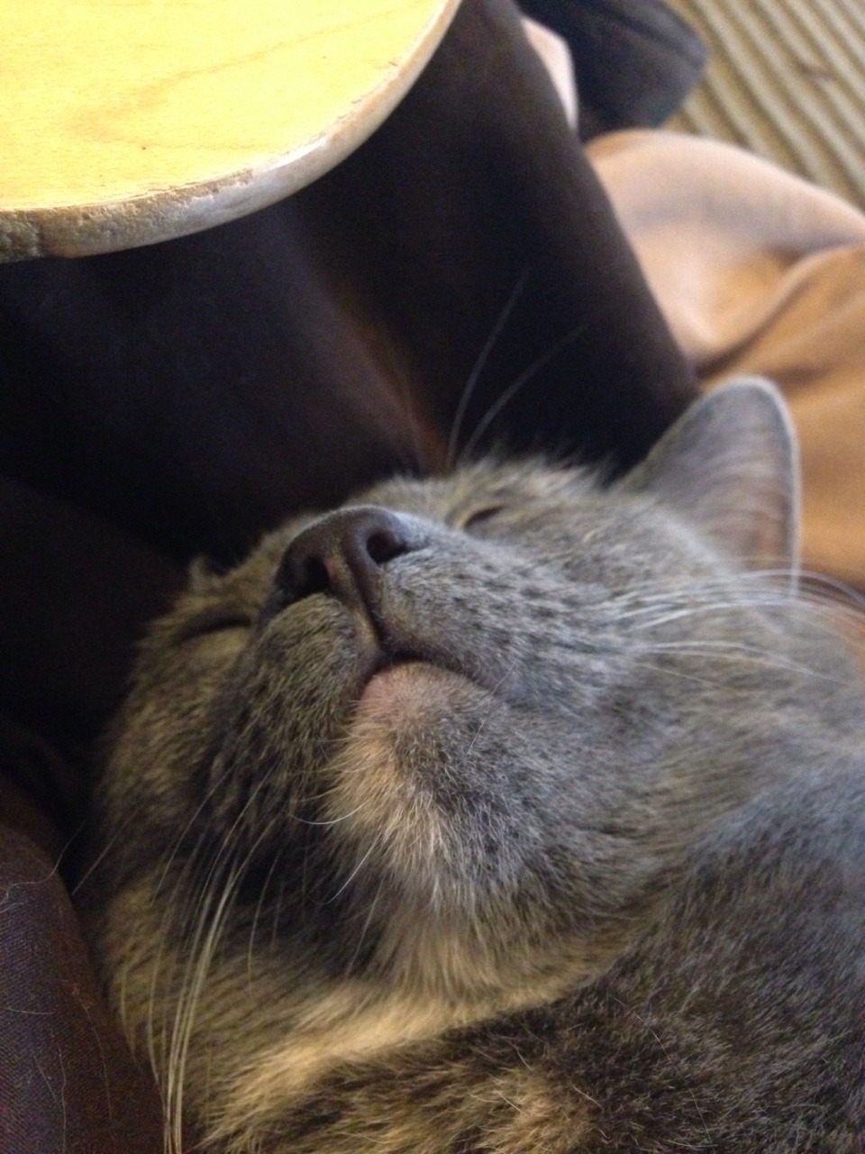 All Cute. All the Time.