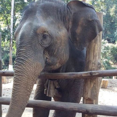 She was in a logging camp in Myanmar. She had time off while nursing her baby. What a beautiful crea