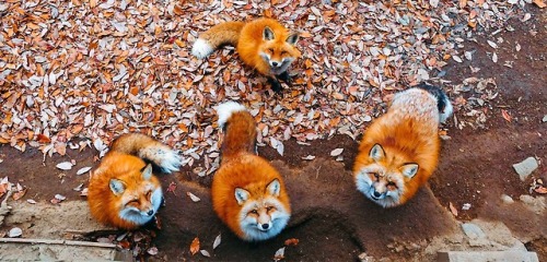 everythingfox:Fox loaves