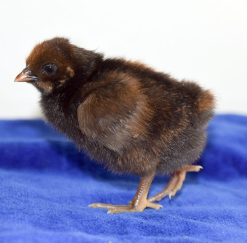 CHICKSSome of the babies from this past week’s hatch©TeenyTinyDinosaurFarm