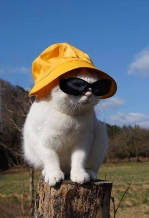 protect-and-love-cats: Cats with more style than you