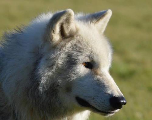 arctic wolf