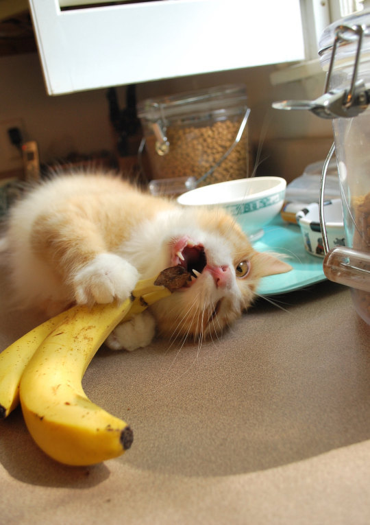 mostlycatsmostly: coolcatgroup:  teathattast:       death by banana   @mostlycatsmostly