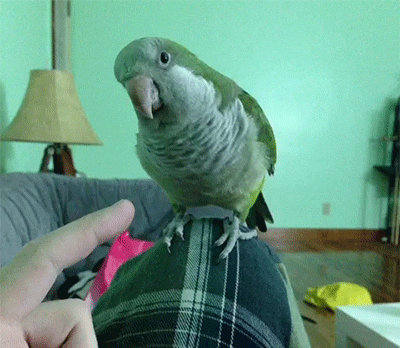 Porn Pics becausebirds:  Let’s just hold hands say