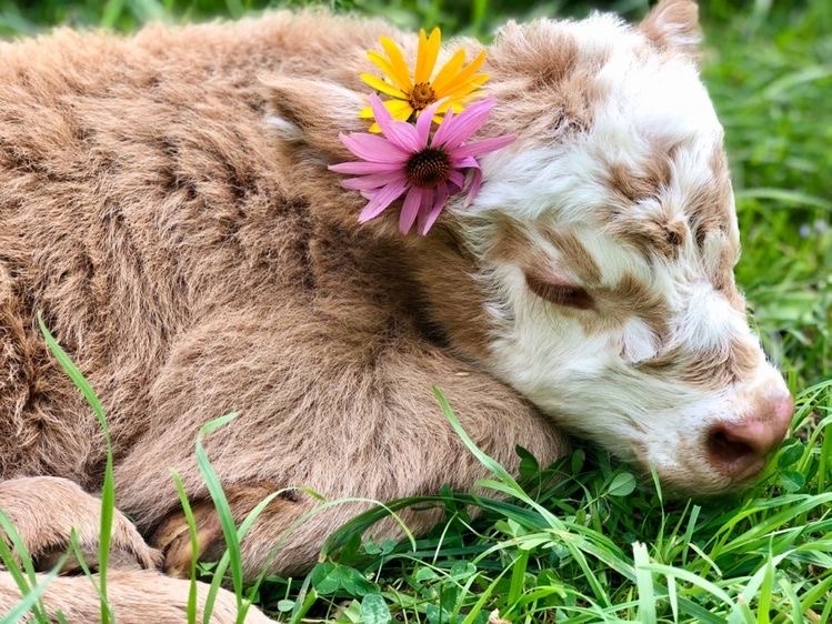 carlita — fluffy cows with flower crowns
