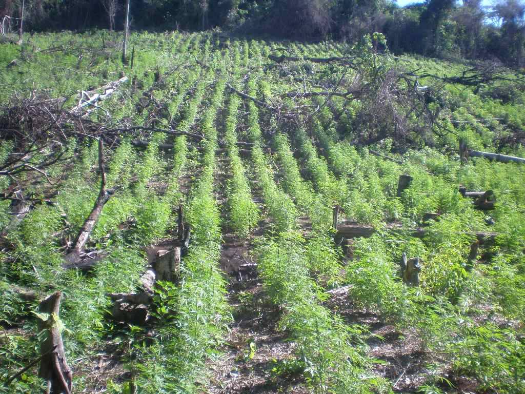 culiacan-sinaloa-cartel:  vamos a rolar un sigaron 