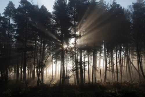 New Forest pics-6 by godofthehedgerow on Flickr.